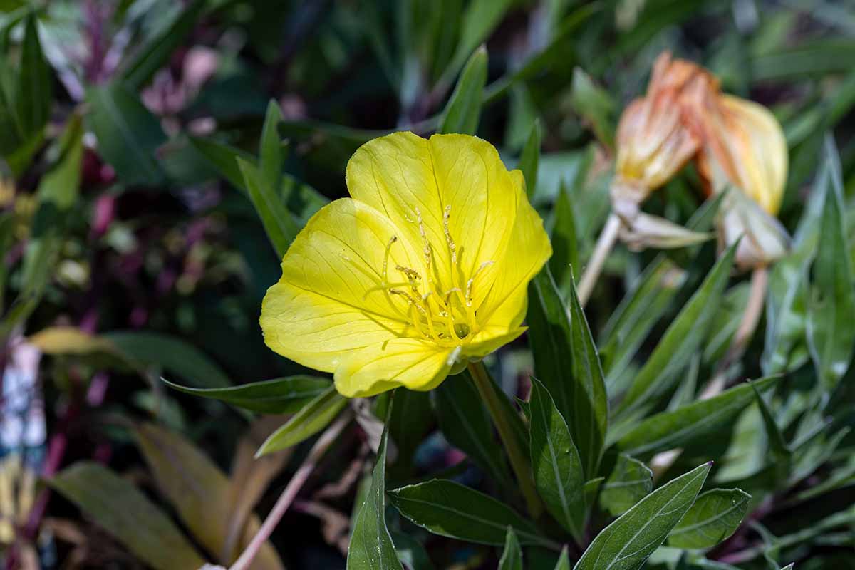 A horizontal close up photo of a single yellow Missouri evening primrose flower.