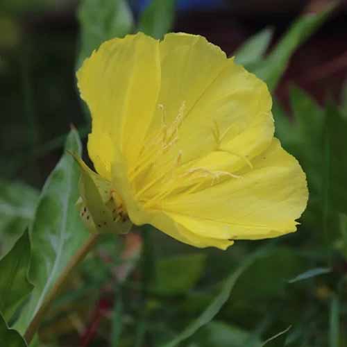 A square product photo of a yellow Oenothera macrocarpa flower pictured on a soft focus background.