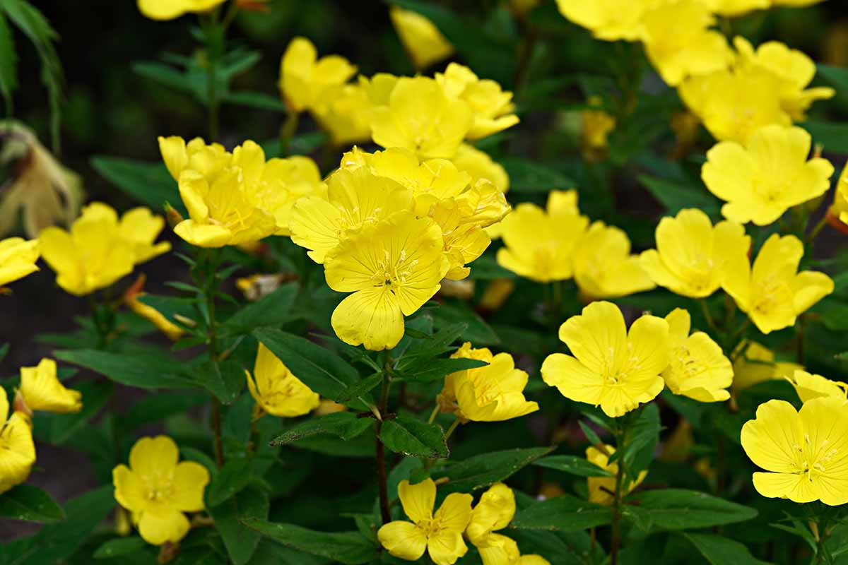 A horizontal photo of a bed of yellow narrowleaf evening primrose blooms.
