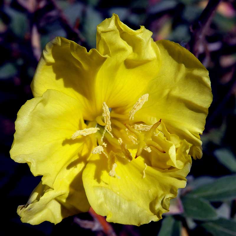 A square product photo of Oenothera drummondi yellow flower growing in the garden pictured on a soft focus background.
