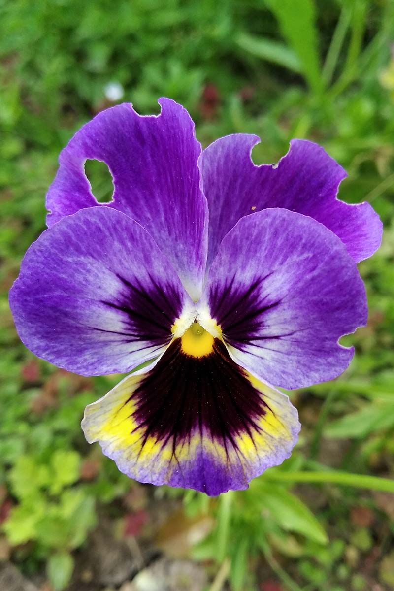A vertical image of a single pansy flower that has suffered damage from caterpillars in the garden pictured on a soft focus background.