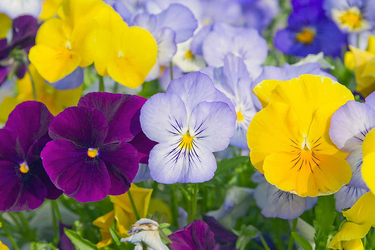 A close up horizontal image of different colored pansy flowers growing in the garden.