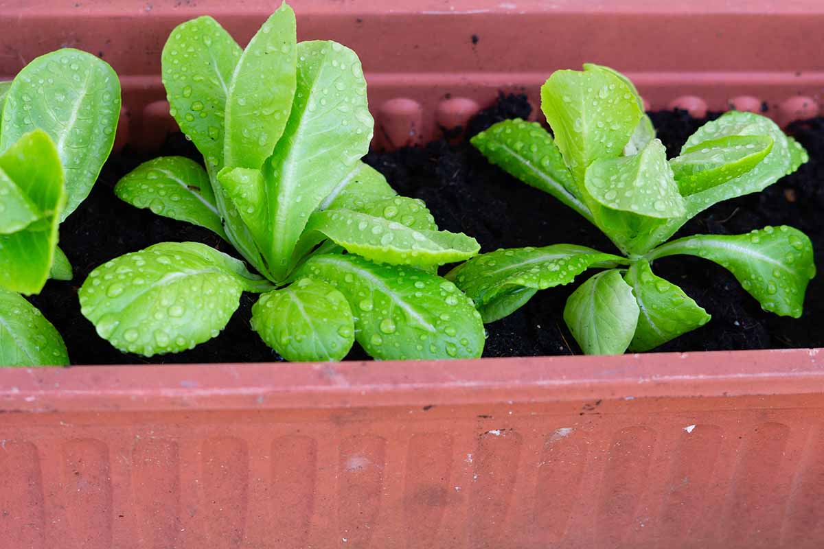 A horizontal image of 'Parris Island Cos' seedlings growing in a planter.