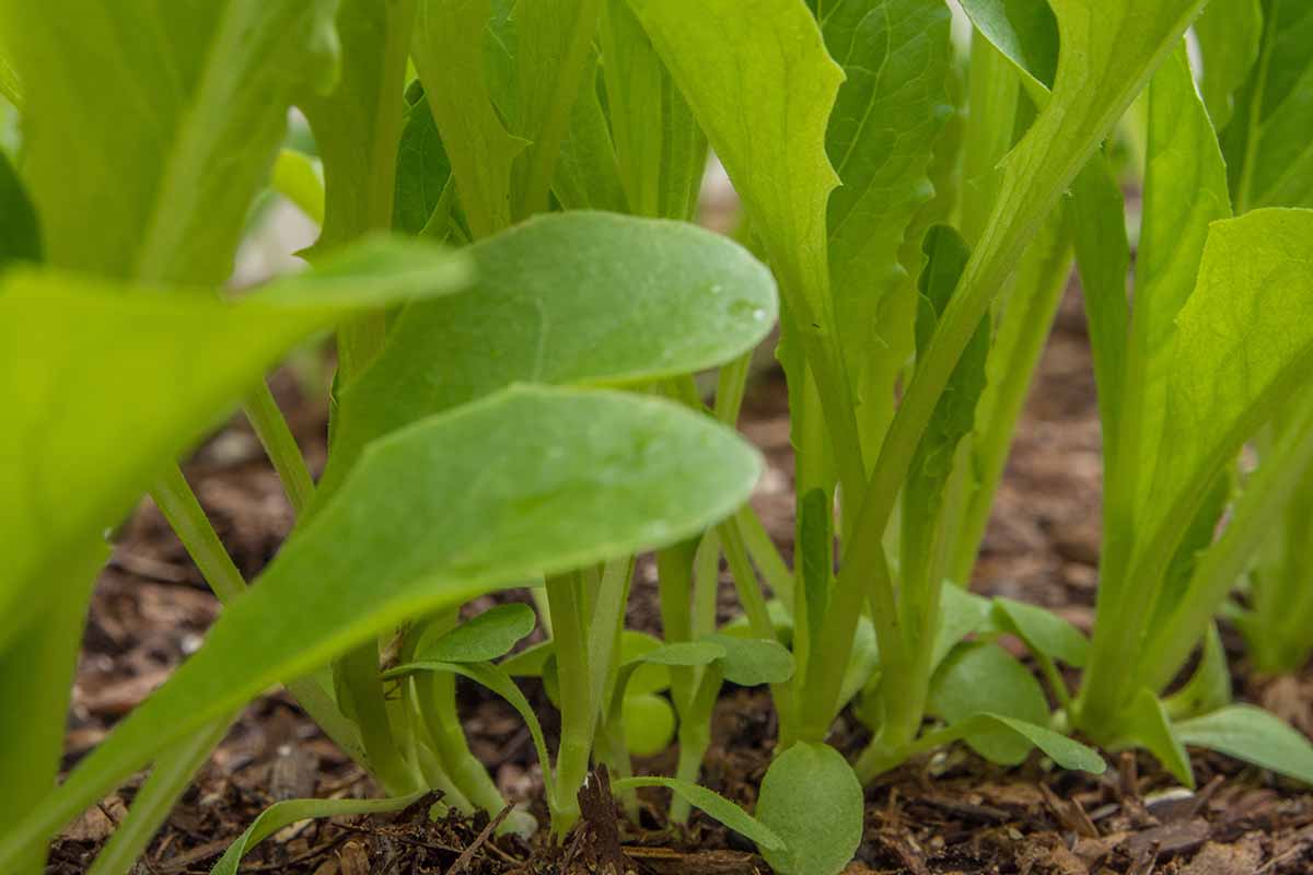 A close up horizontal image of the stems of 'Parris Island Cos' seedlings growing in a garden bed.