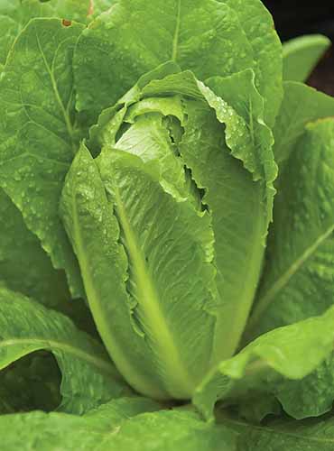 A close up of a 'Parris Island' romaine lettuce growing in the garden ready to harvest.
