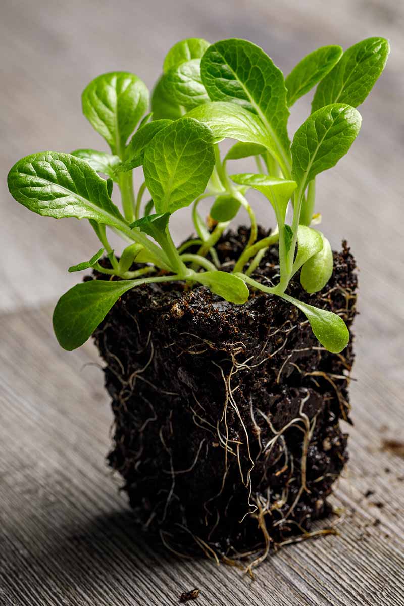 A close up vertical image of a small seedling ready for transplanting into the garden, unpotted and set on a wooden surface.