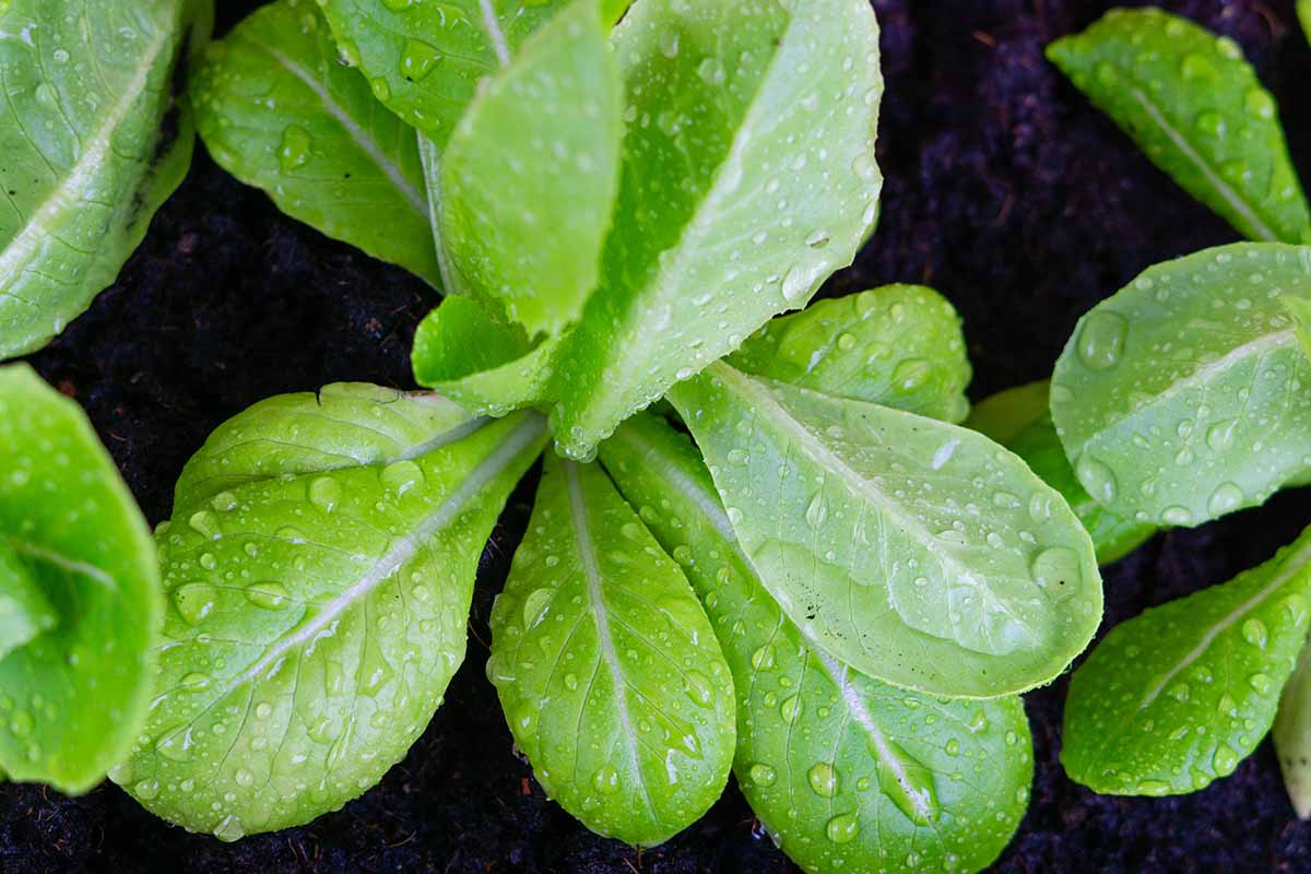 A close up top down image of lettuce leaves with droplets of water on the foliage.