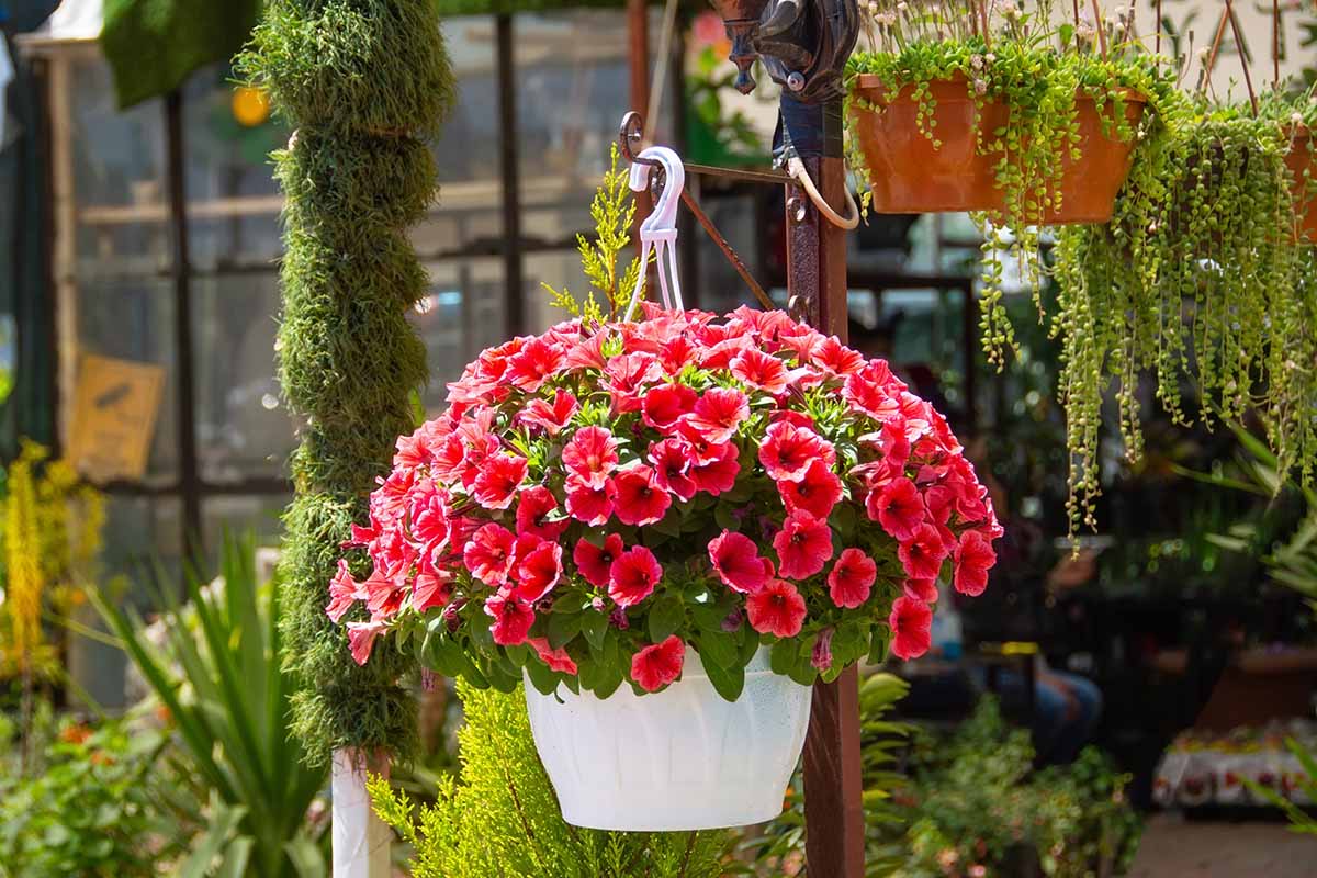 A close up horizontal image of pink petunias in full bloom in a white hanging basket at a garden store pictured in light sunshine.