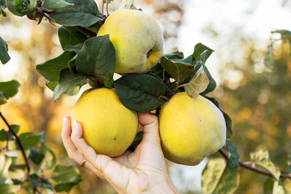 A horizontal photo of a female gardener picking ripe quince fruit from a tree branch.