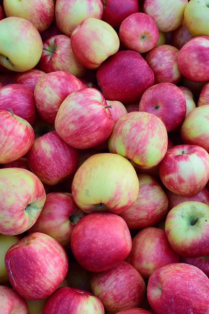 A close up vertical image of a pile of freshly harvested homegrown apples.