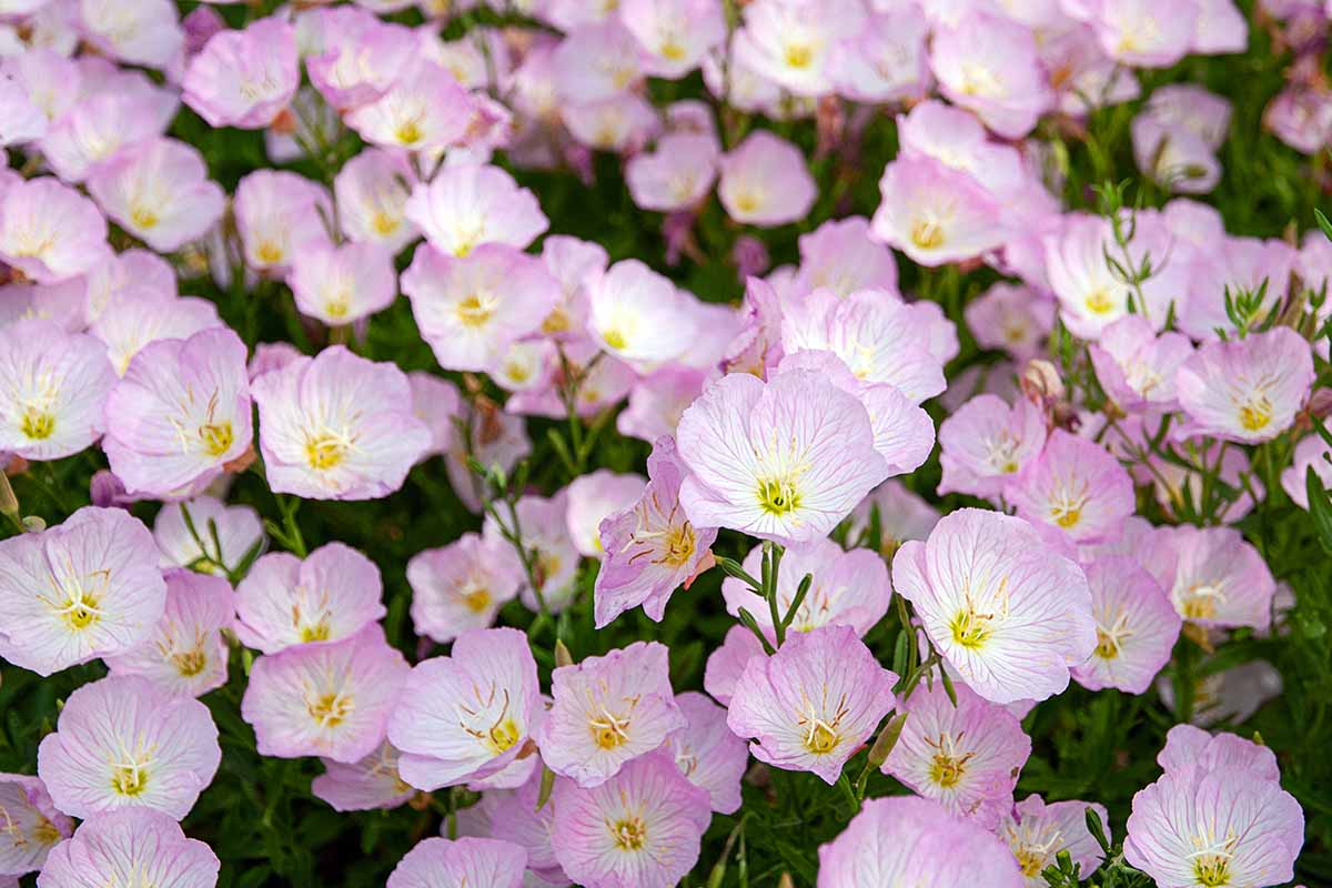 A horizontal photo of pink evening primrose flowers in a garden bed.