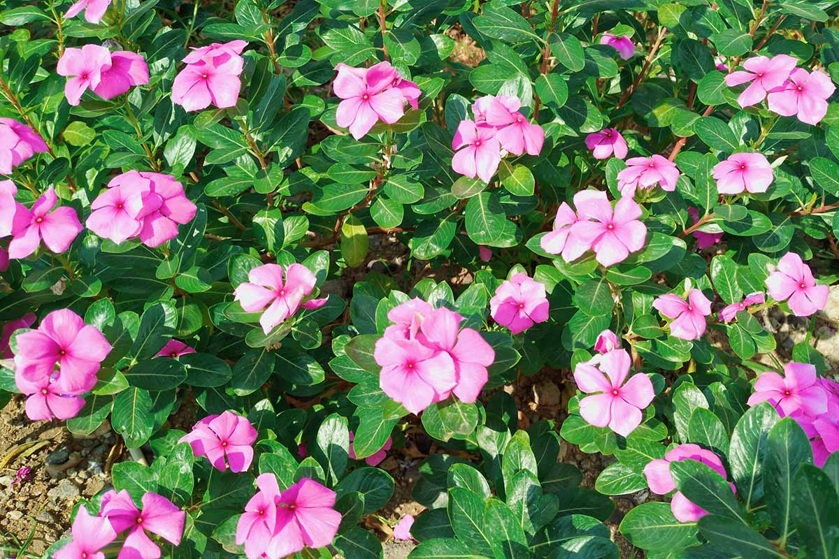 A horizontal photo of a garden bed filled with pink impatiens blooms.