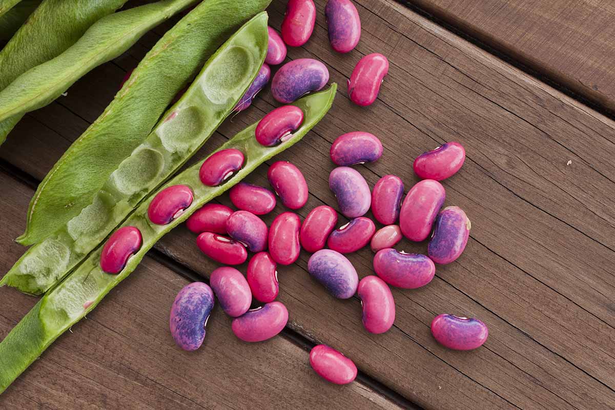 A close up horizontal image of shelled pink scarlet runner beans pictured on a wooden surface.