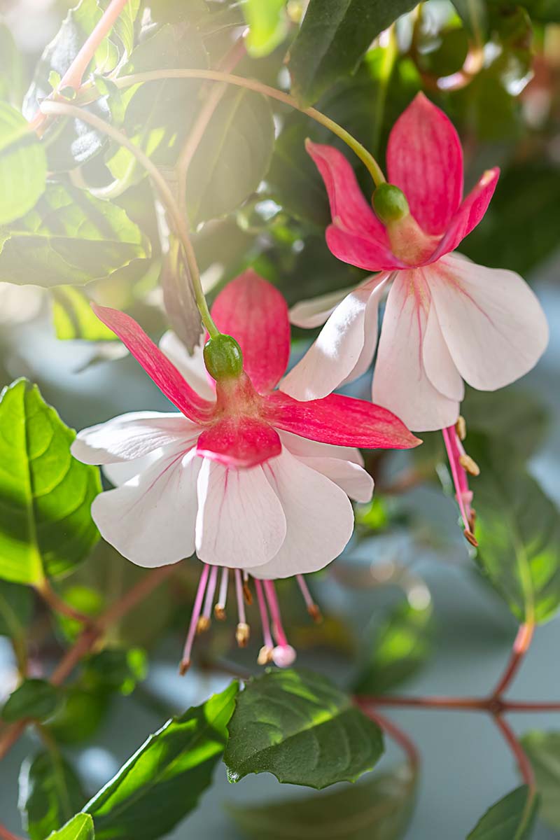 A close up vertical image of white and pink fuchsia flowers growing in the garden pictured in light, filtered sunshine.