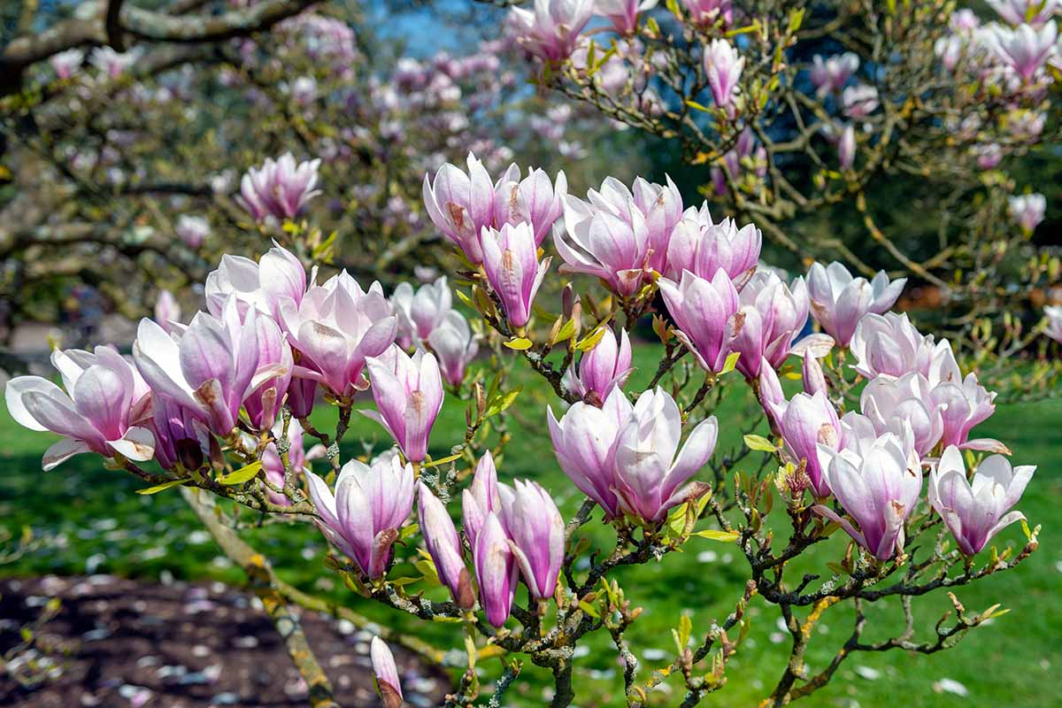 A horizontal photo of early spring pink and white magnolia flowers on a tree branch.