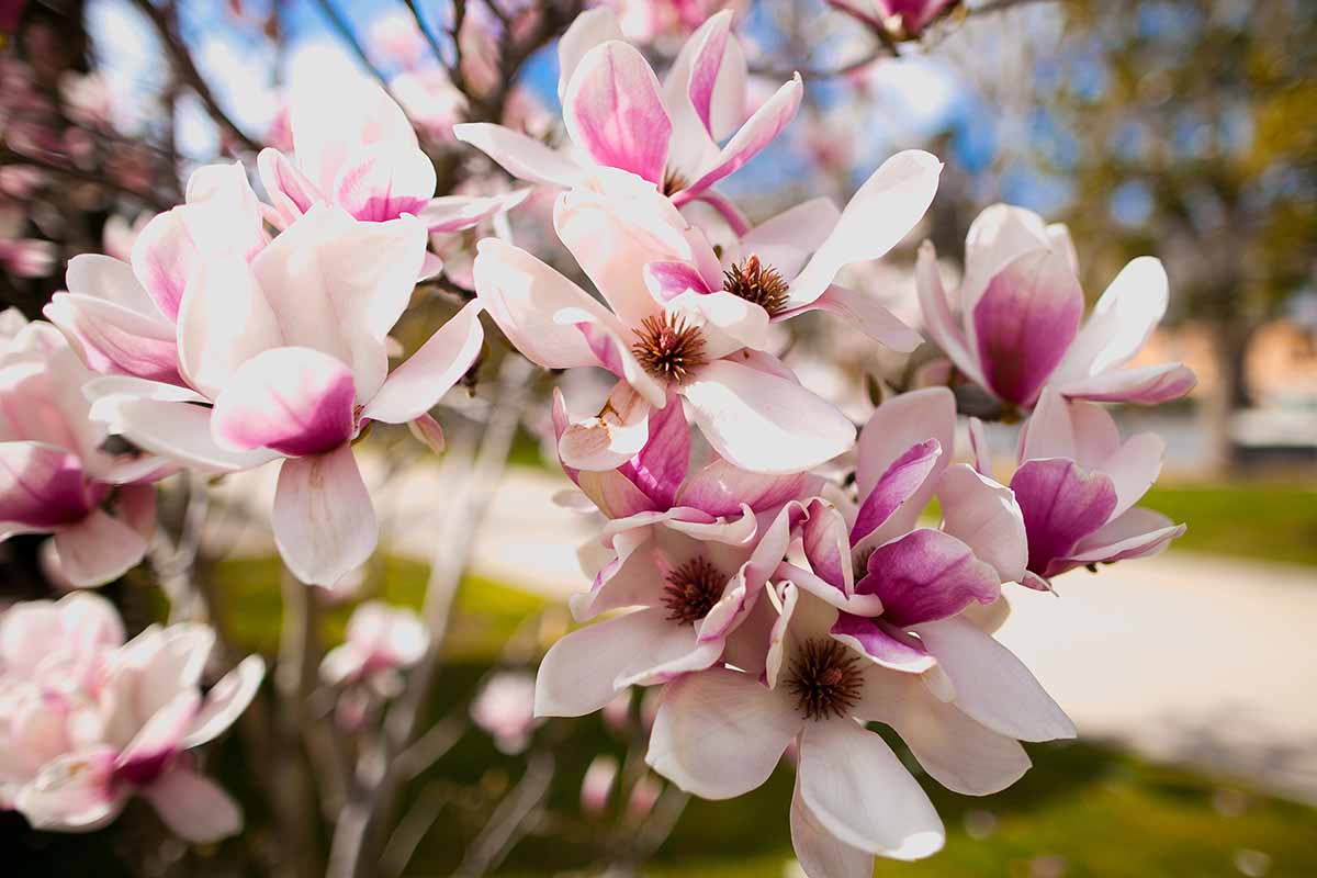 A horizontal close up of several pink and white magnolia flowers against a bokeh background.