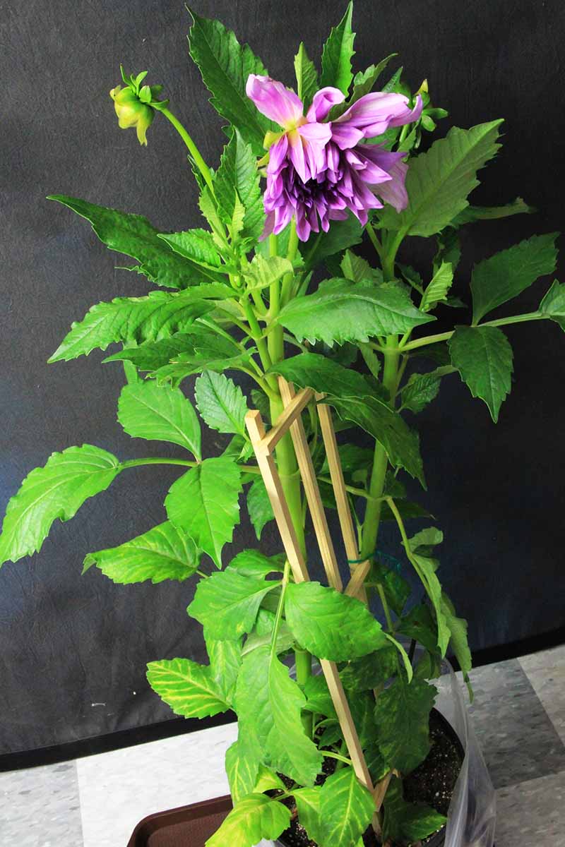 A vertical image of a dahlia plant growing in a pot indoors infected with mosaic virus.