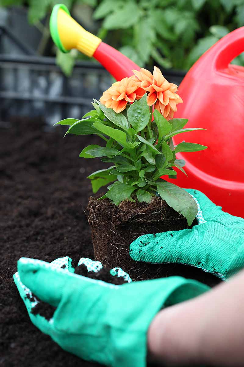A close up vertical image of a gardener transplanting a seedling into the garden, with a red watering can in the background.