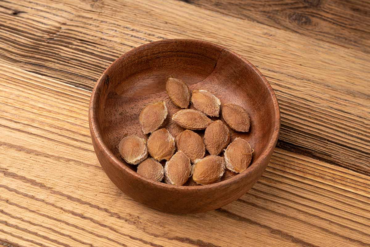 A close up horizontal image of a wooden bowl of dried plum pits set on a wooden table.