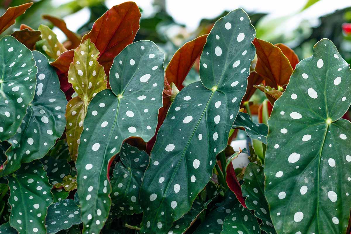 A close up horizontal image of the foliage of polka dot begonia plants growing in pots.