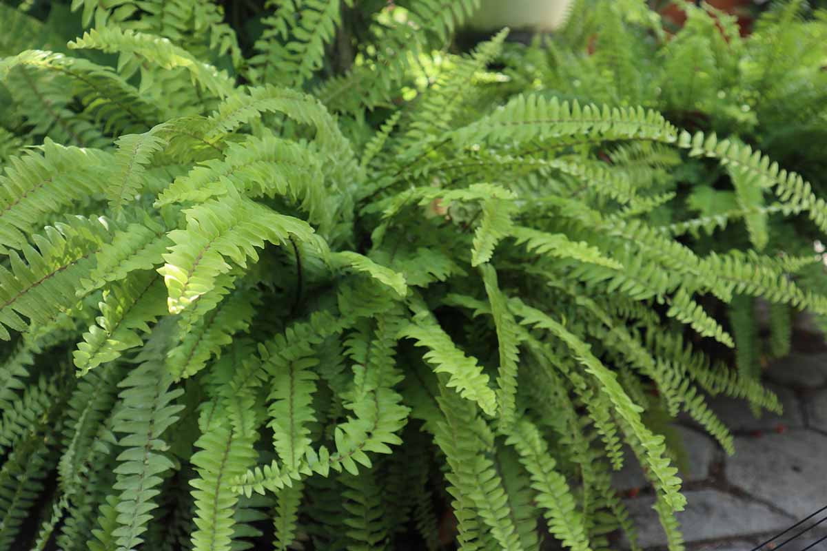 A close up horizontal image of a potted Boston fern outdoors on a patio.