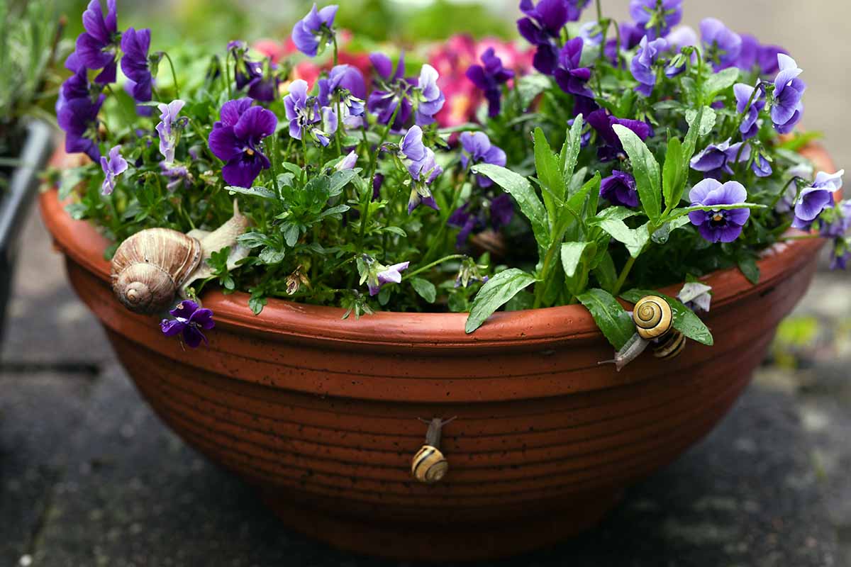 A horizontal image of a terra cotta pot of pansy flowers with snails climbing up the side and into the foliage.