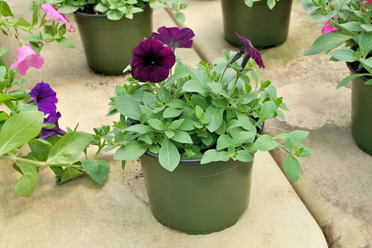 A close up horizontal image of a potted petunia with dark velvet flowers set on a stone patio.