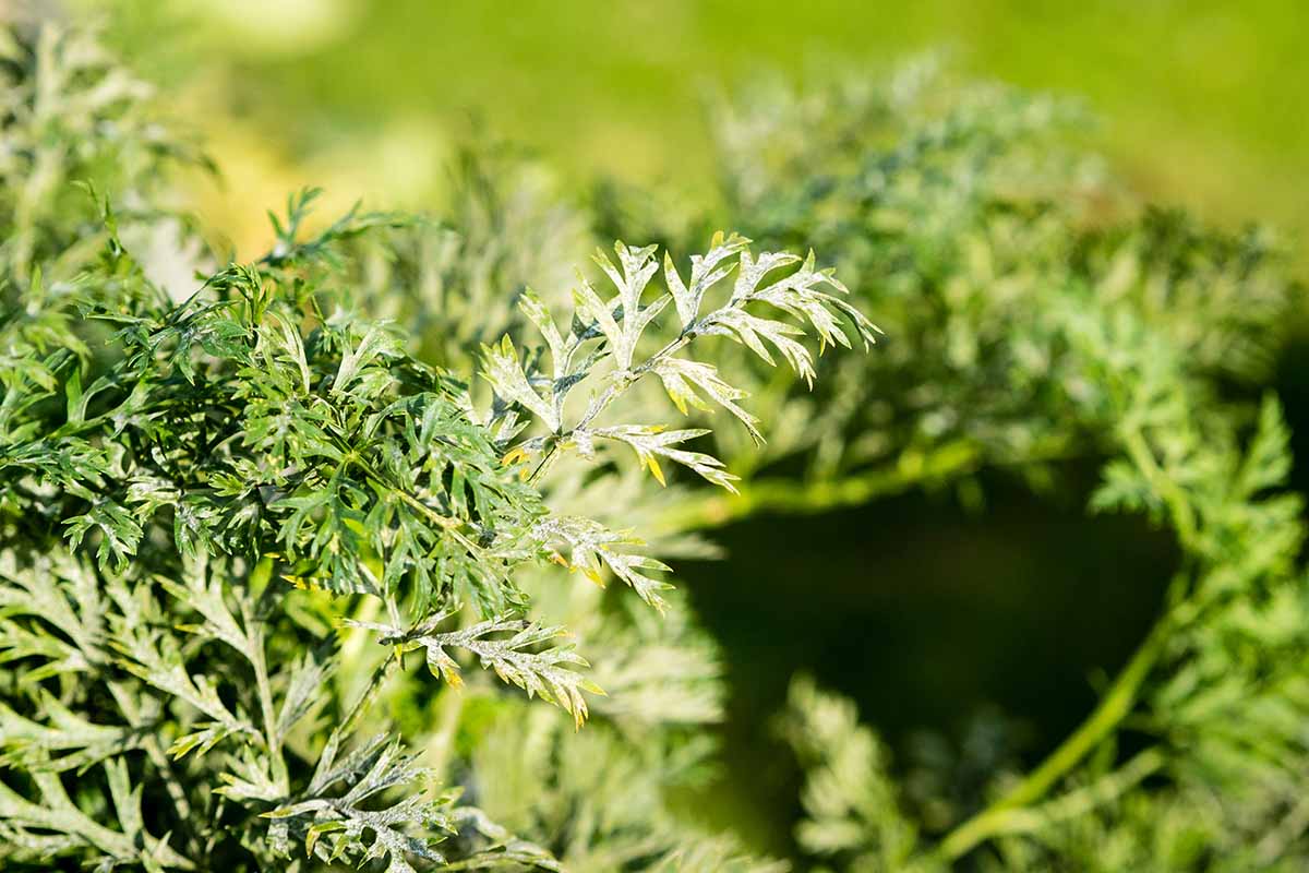 A close up horizontal image of foliage affected by powdery mildew pictured in bright sunshine on a soft focus background.