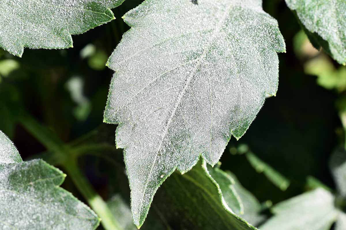 A close up of a dahlia leaf with a heavy coating of powdery mildew on the surface.
