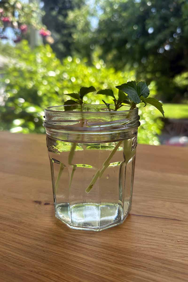 A vertical image of impatiens cuttings in a jar set on a wooden surface.