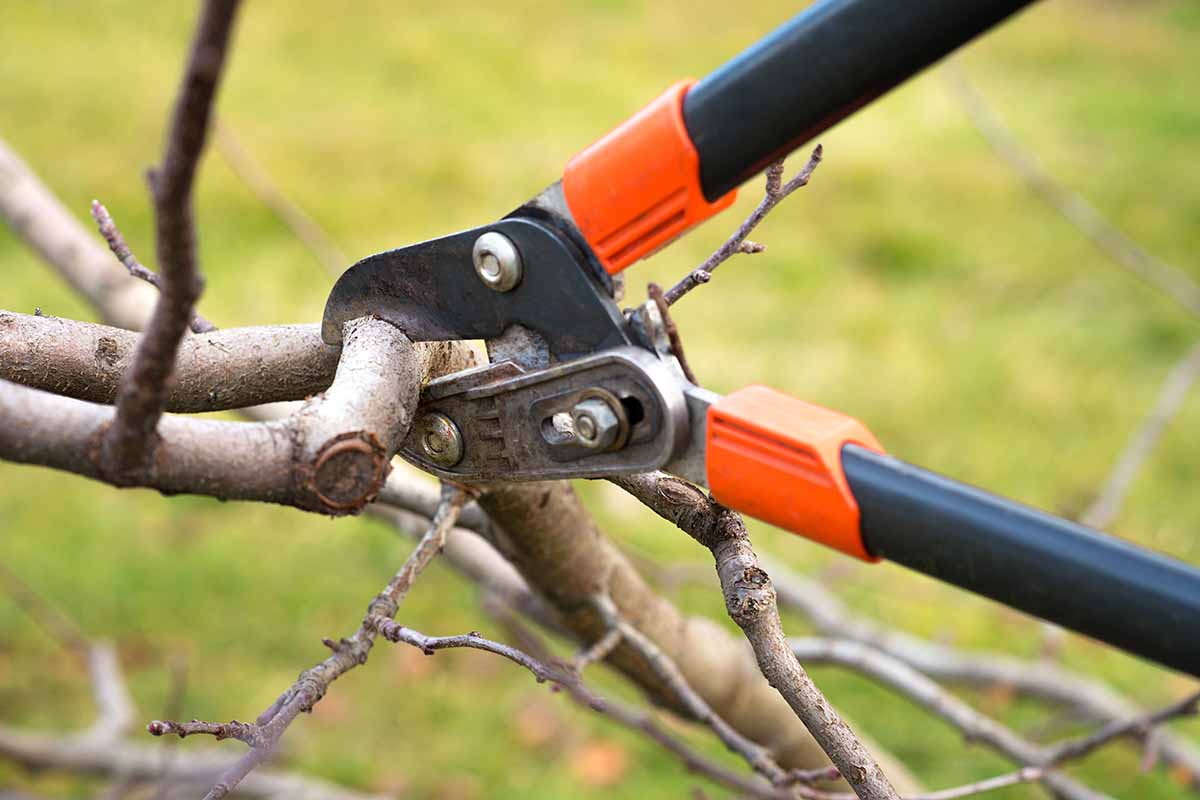 A close up horizontal image of a pair of pruners snipping branches of a tree.