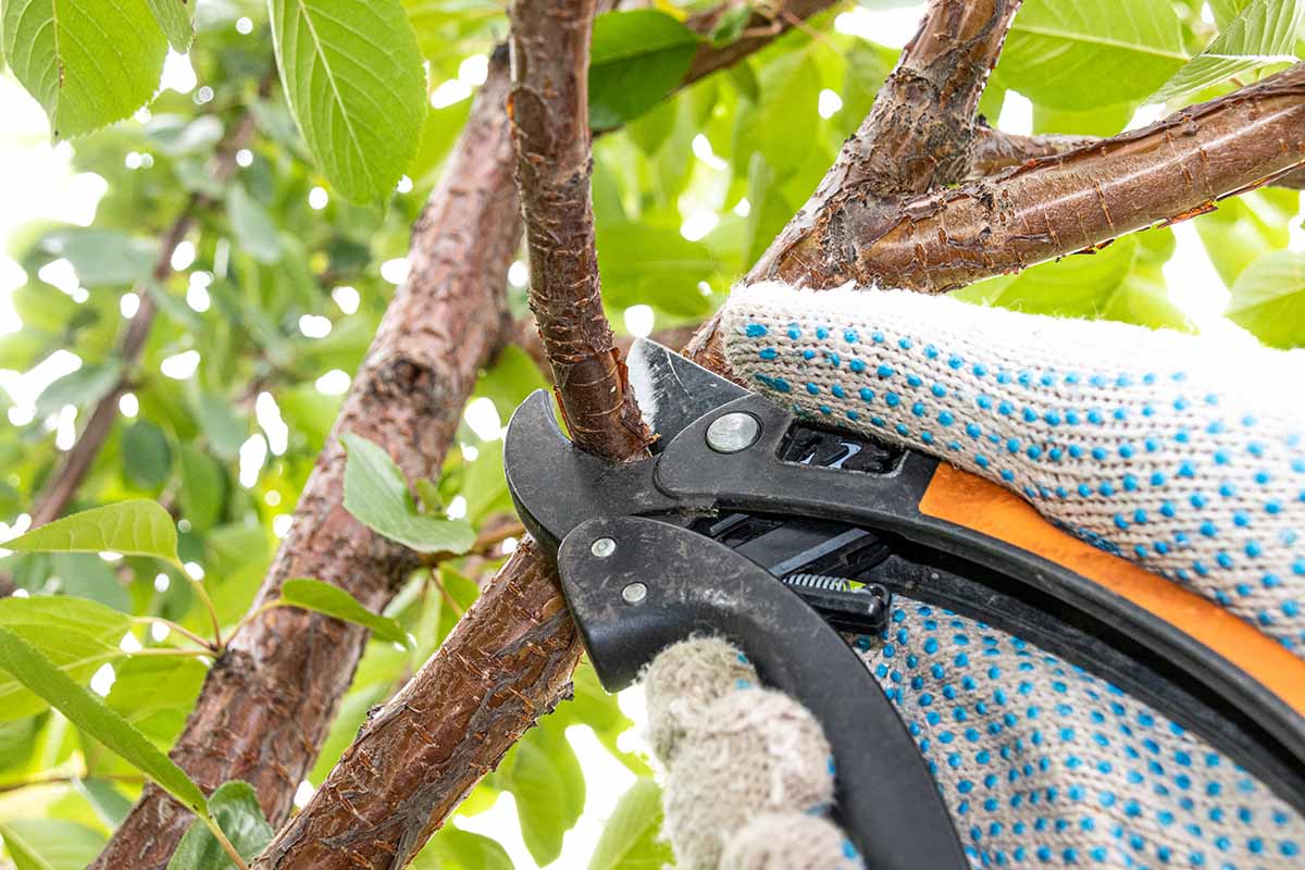 A close up horizontal image of a gardener's hand pruning a branch from a tree in the summer garden.