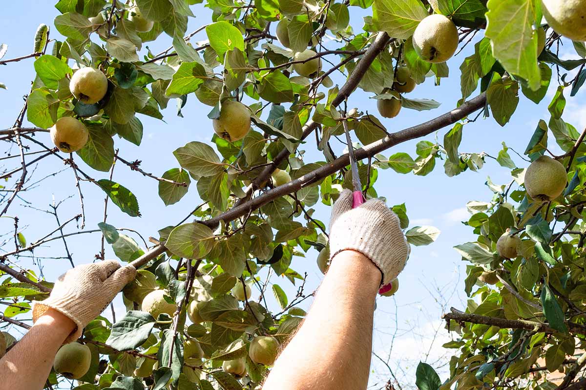 A horizontal shot of a gardener pruning a limb off of a quince tree.