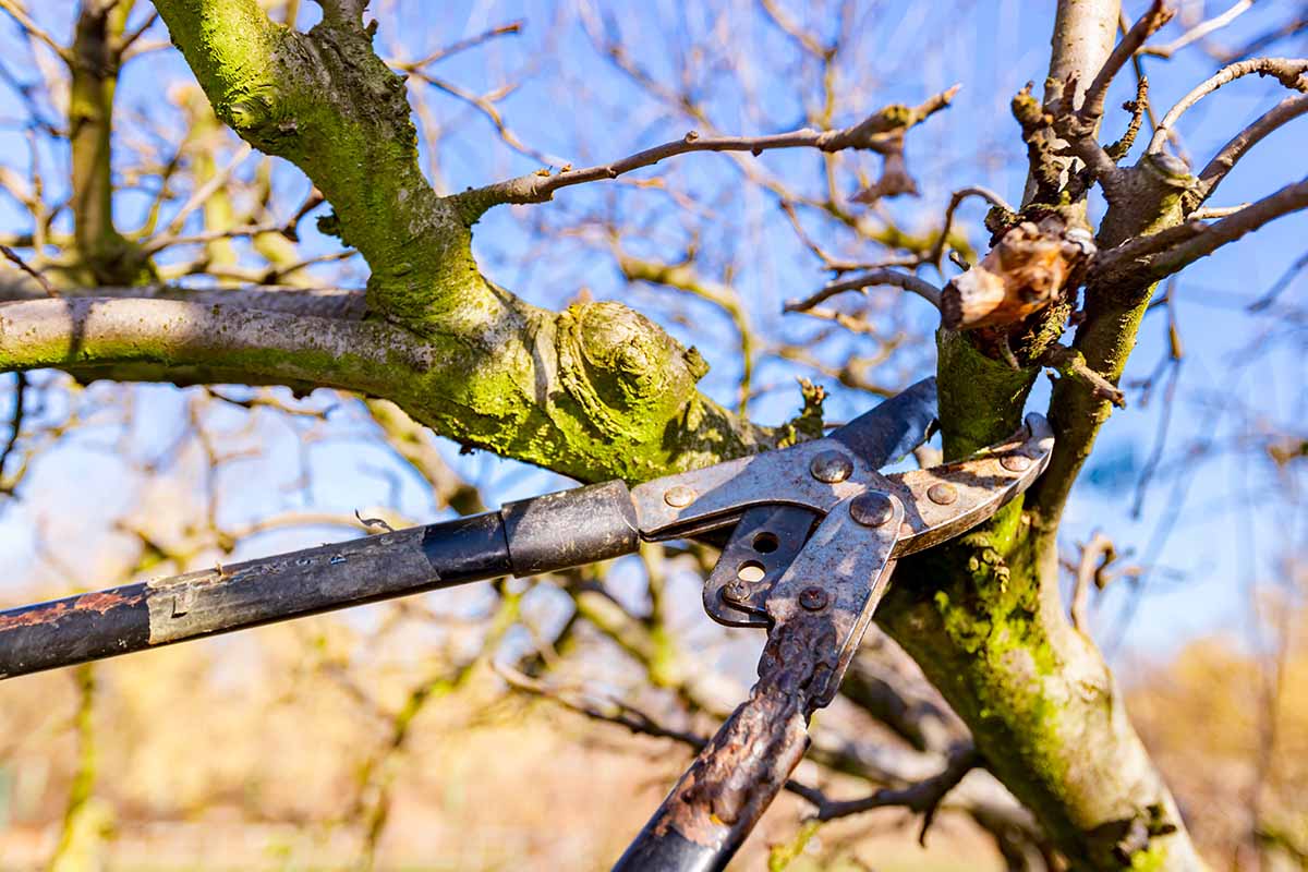 A horizontal photo of a gardener pruning a quince tree with a pair of gardening loppers.