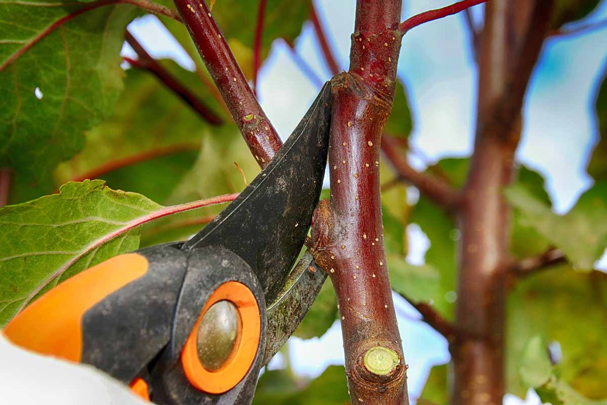 A close up horizontal image of a gardener using a pair of pruners to snip a branch off a tree.