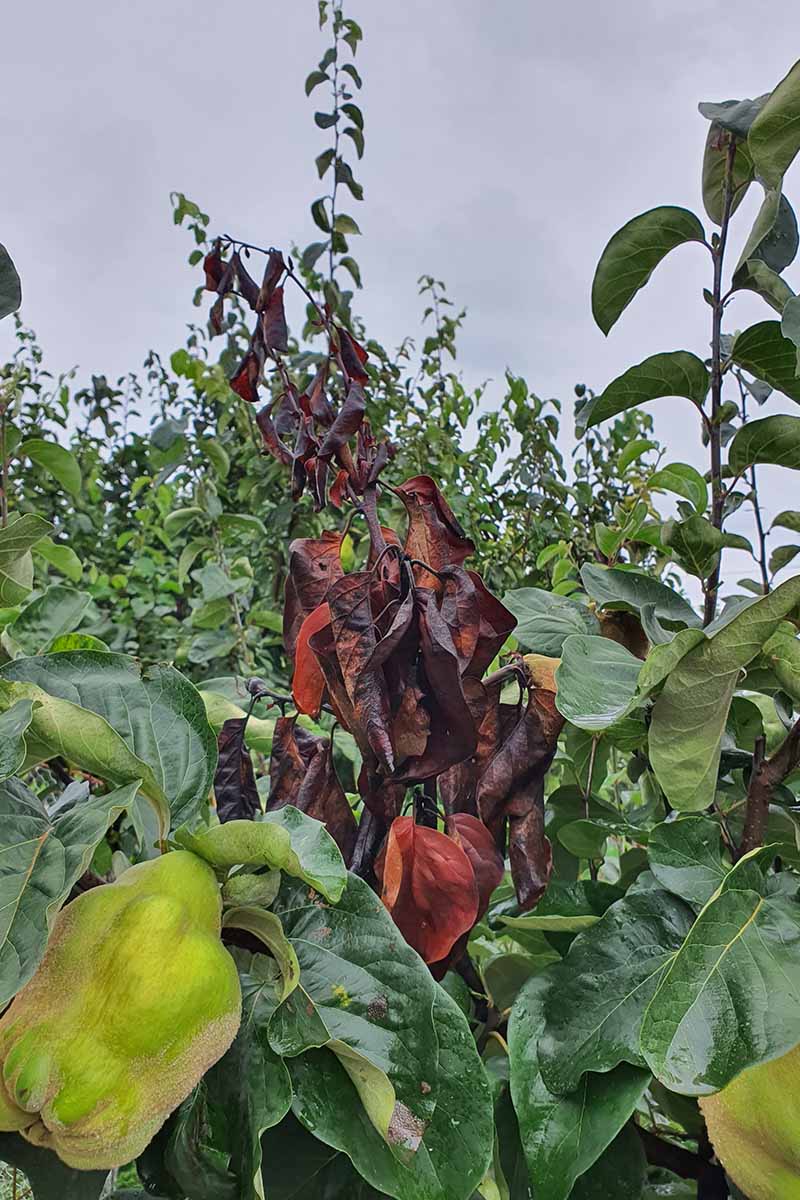 A vertical photo of a quince tree infected with fireblight.
