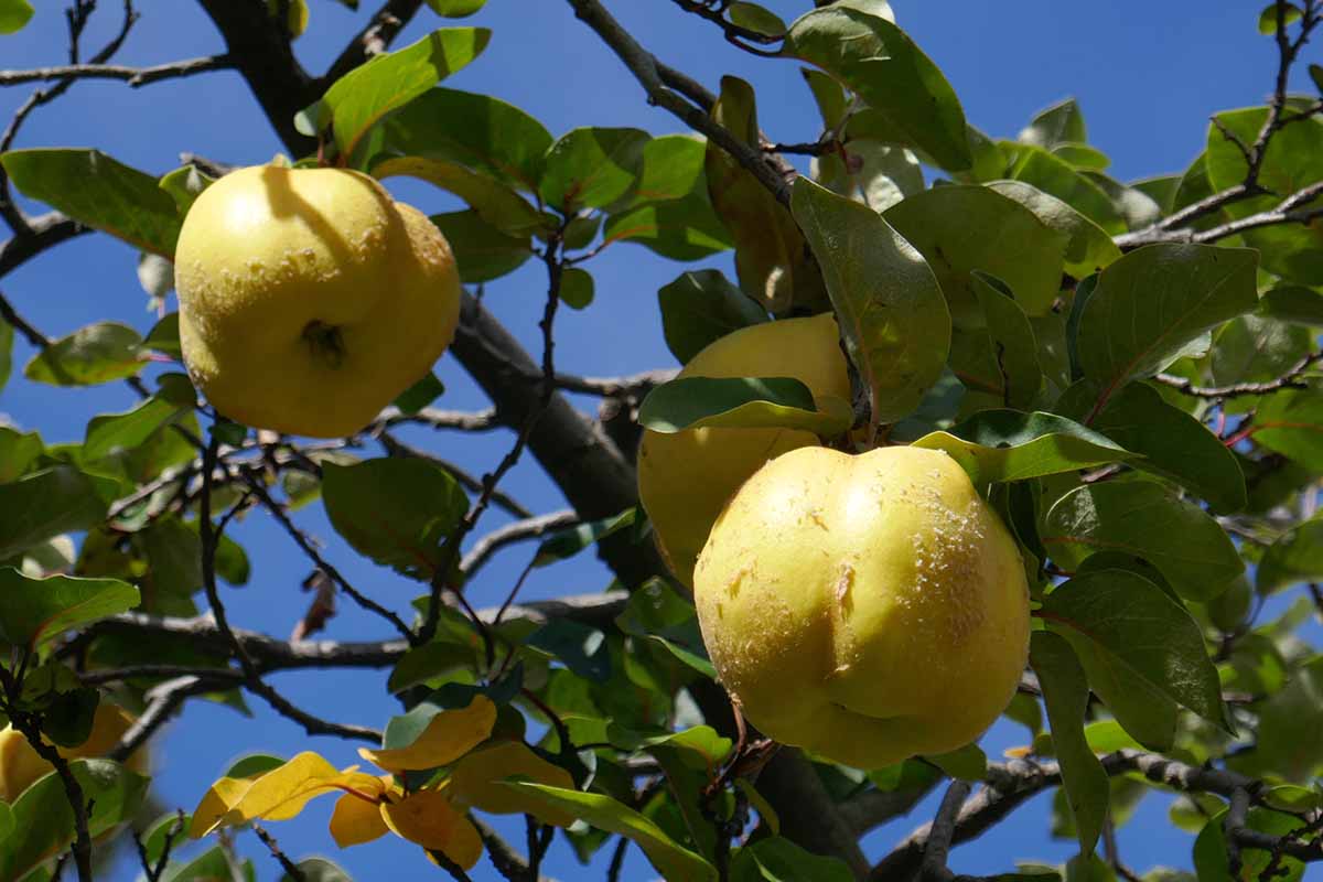 A horizontal shot of several quince fruit ripening on a tree with a blue sky blackground.