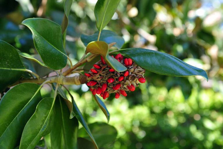 How to Grow and Care for Southern Magnolia Trees