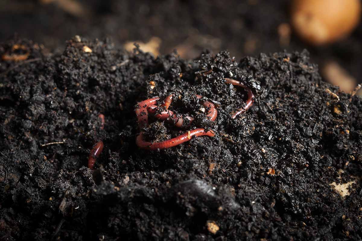 A close up horizontal image of the dark rich vermicompost produced by a worm far.
