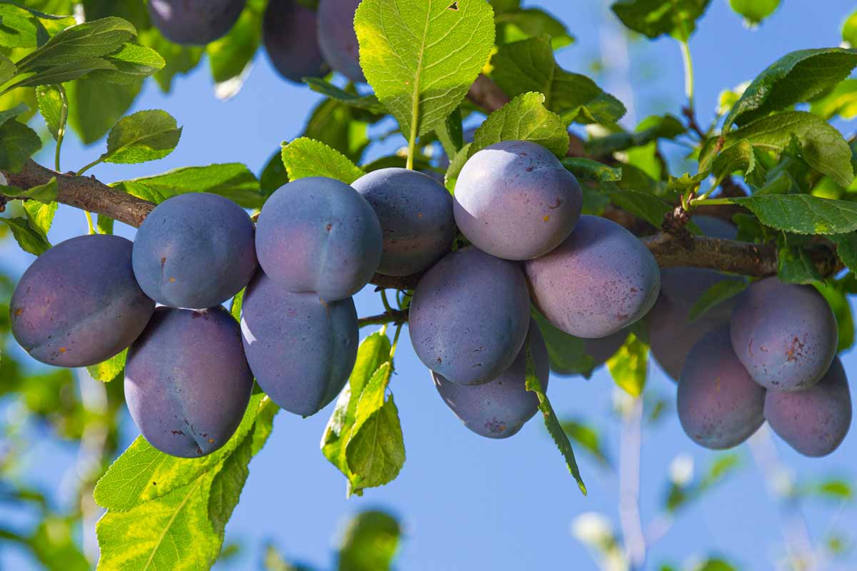 A close up horizontal image of a branch laden with ripe plums pictured in bright sunshine on a blue sky background.