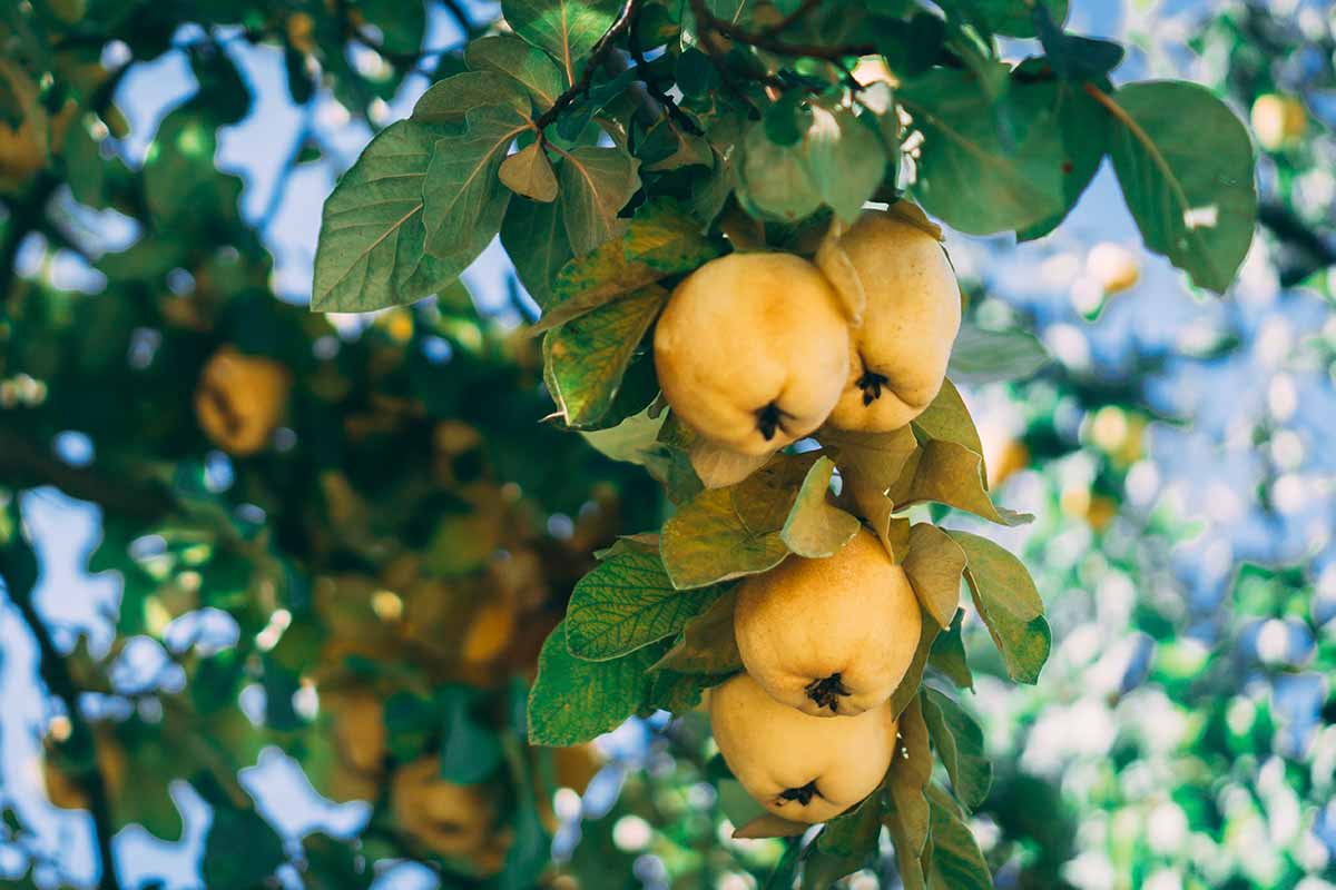 A horizontal photo of ripe quince growing on the tree.