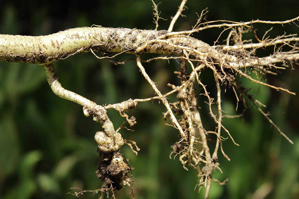 A close up horizontal image of a root system infested with root-knot nematodes, pictured on a soft focus background.