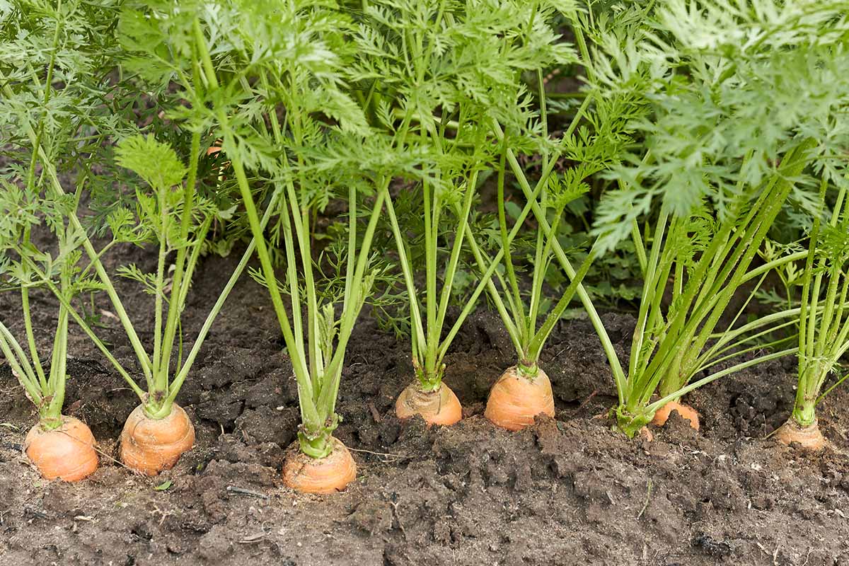 A close up horizontal image of a row of carrots growing in the garden with the tops visible ready to harvest.