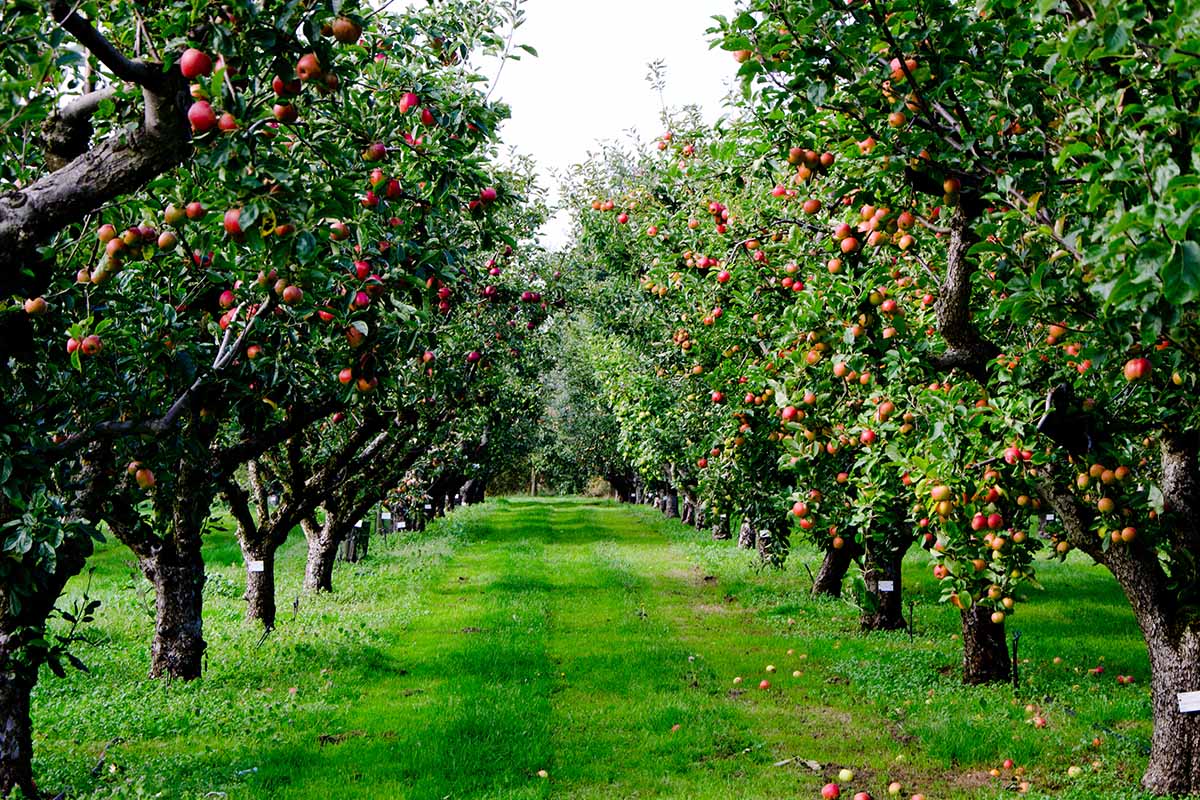 A horizontal image of rows of apple trees in a large orchard with fruit ready for harvest.
