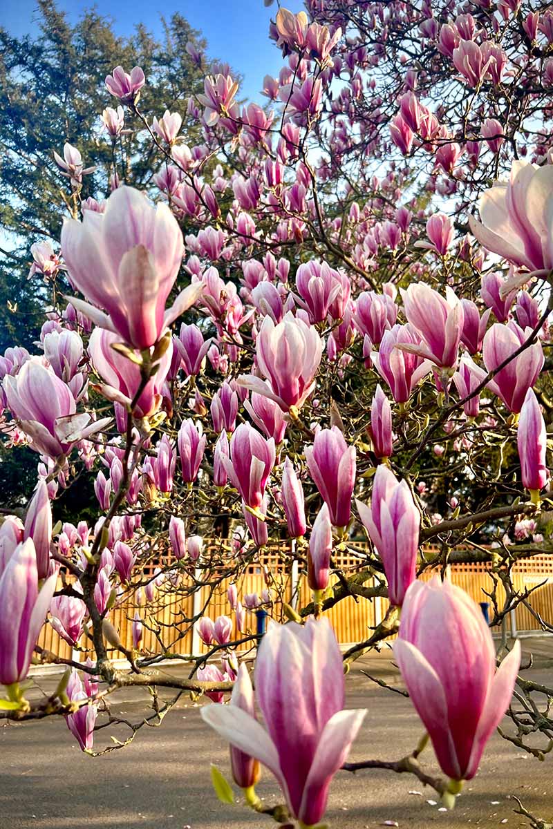 A vertical photo of a saucer magnolia tree with many white and pink blooms.