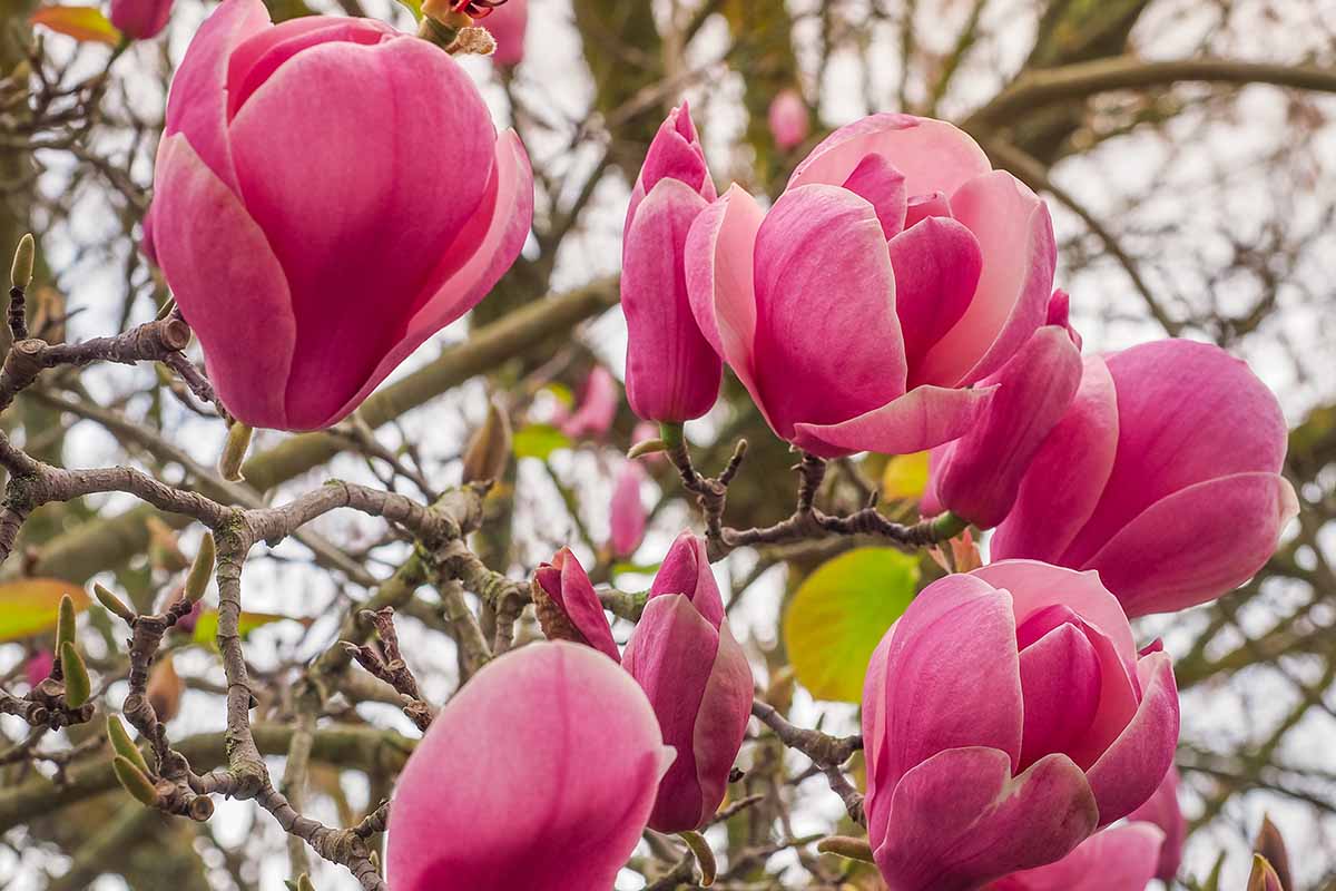 A horizontal close up of dark pink Saucer Magnolia Lennei blooms.