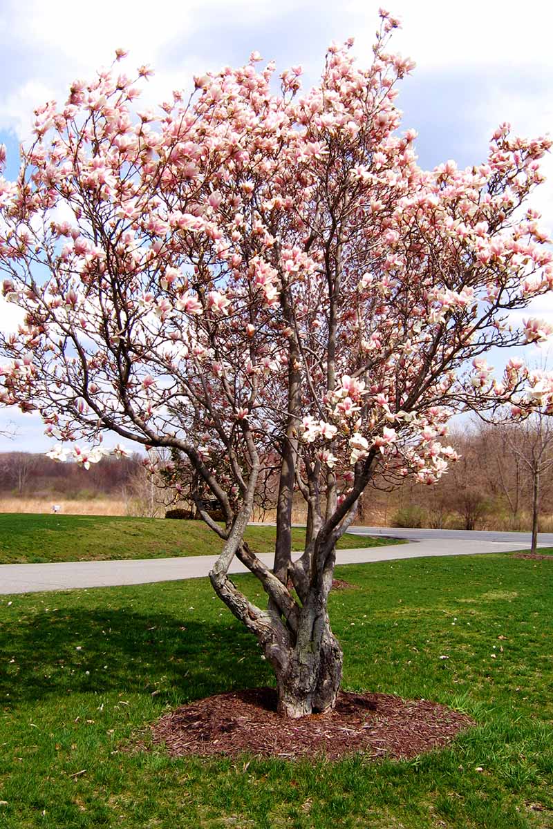 A vertical photo of a saucer magnolia tree in bloom in a city park.