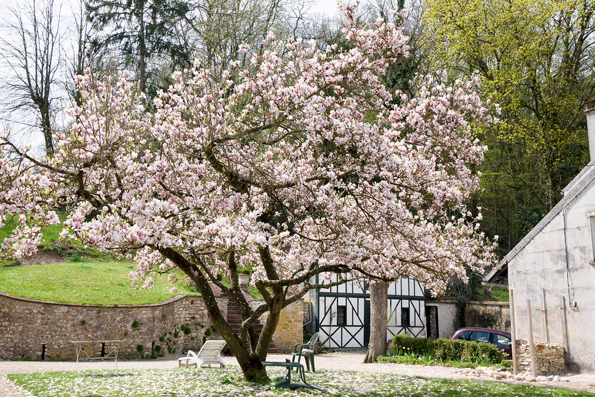 A horizontal photo of a saucer magnolia tree in full bloom in the front yard of a home.