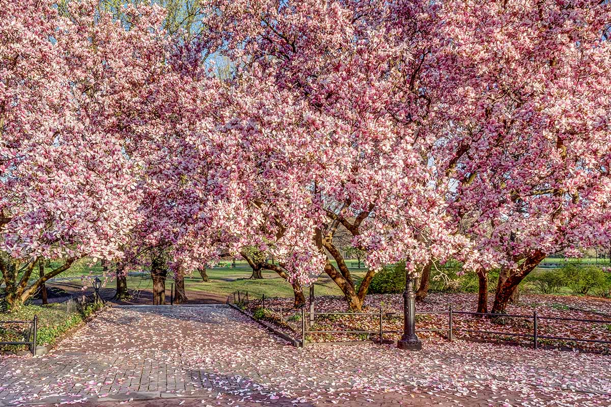A horizontal photo of several saucer magnolia trees blooming in a park.