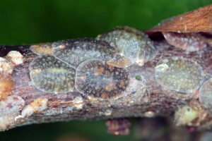 Magnolia Scale Insect How to Grow and Care for Saucer Magnolia Trees